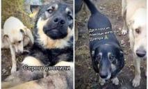 Охранники «Паруса»: в Днепре спасают собак, которые лишились дома и работы