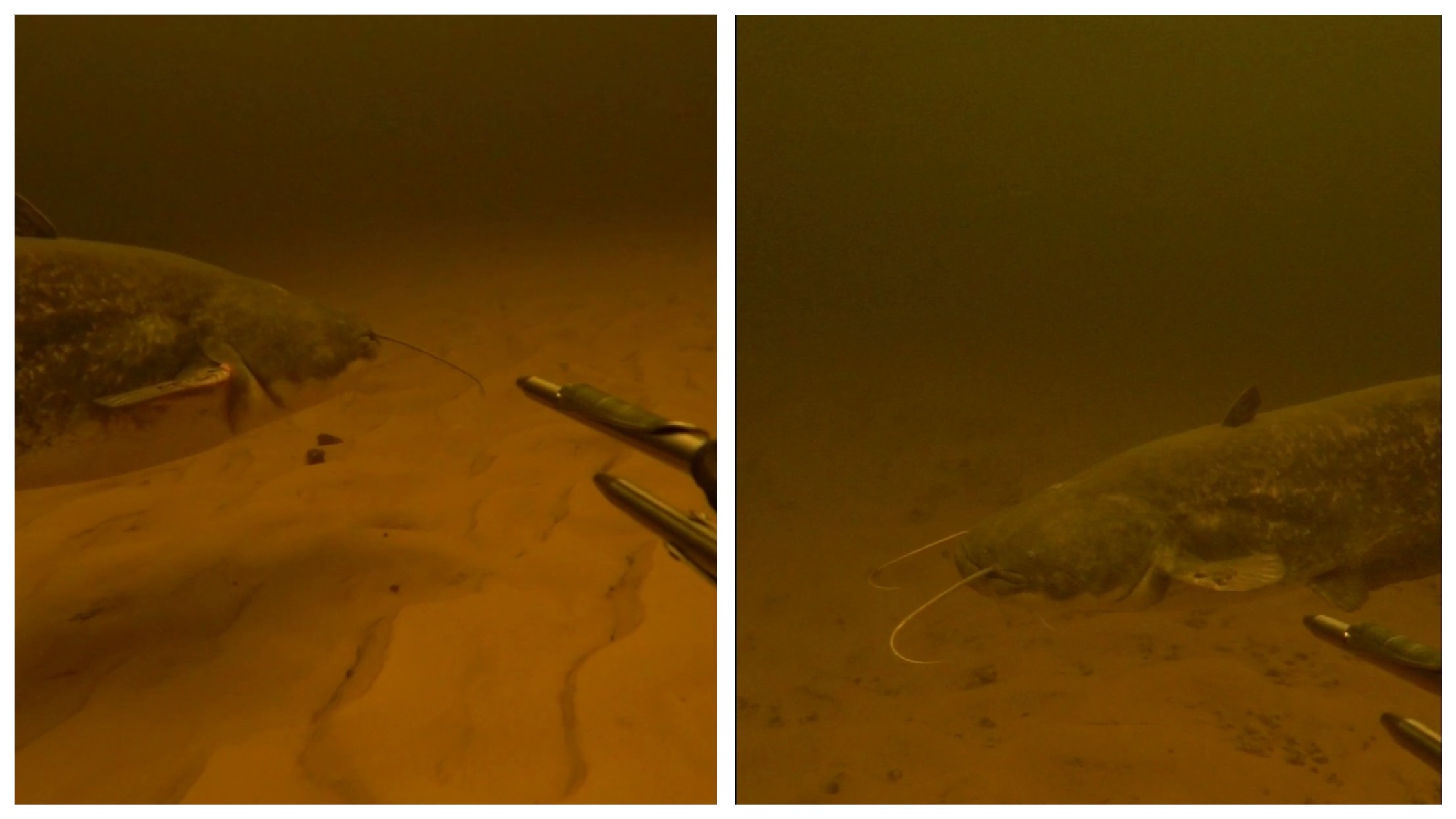 Новости Днепра про Весом до 18 кг: подводный охотник из Днепра сфотографировал гигантских рыб