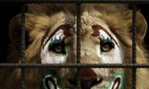 Законопроект поддержали: в Украине хотят запретить цирк с животными