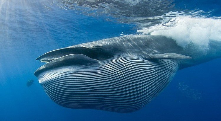 Новости Днепра про День китов и не только: какие праздники будем отмечать в эти выходные