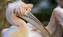 В Бердянске пеликаны устроили зажигательные танцы (ВИДЕО)