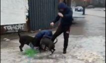 Накрыла питомца своим телом: в Днепре бойцовские псы напали на женщину с собачкой