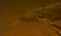 Весом до 18 кг: подводный охотник из Днепра сфотографировал гигантских рыб
