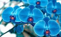 На Тайване вывели новый сорт орхидей «Украина» (ФОТО)