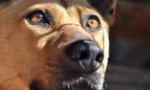 В Днепре ищут хозяина для глухого пса Рыжика из зоны АТО