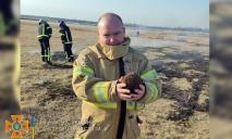 Животные сгорают заживо: спасатели Днепропетровщины просят не жечь сухую траву