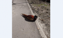 Тоже боится сирен: в Днепре посреди улицы заметили фазана