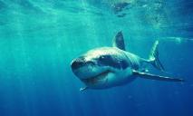 Возраст около 50 млн лет: в  Киеве откопали зуб акулы