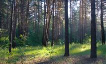 В Днепре и области запретили посещать лес: причина