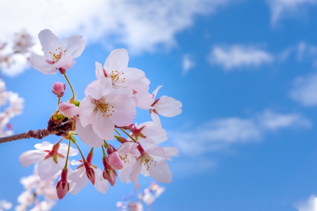 Новости Днепра про Настоящая весна: во вторник днепрян ждет хорошая погода