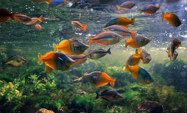 Новости Днепра про В Днепре снова работает аквариум: для кого вход бесплатный
