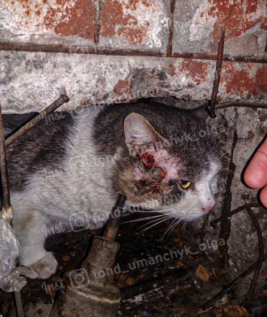 Новости Днепра про Натравили собаку: в Днепре спасают раненого кота Кокосика, который живет в подвале
