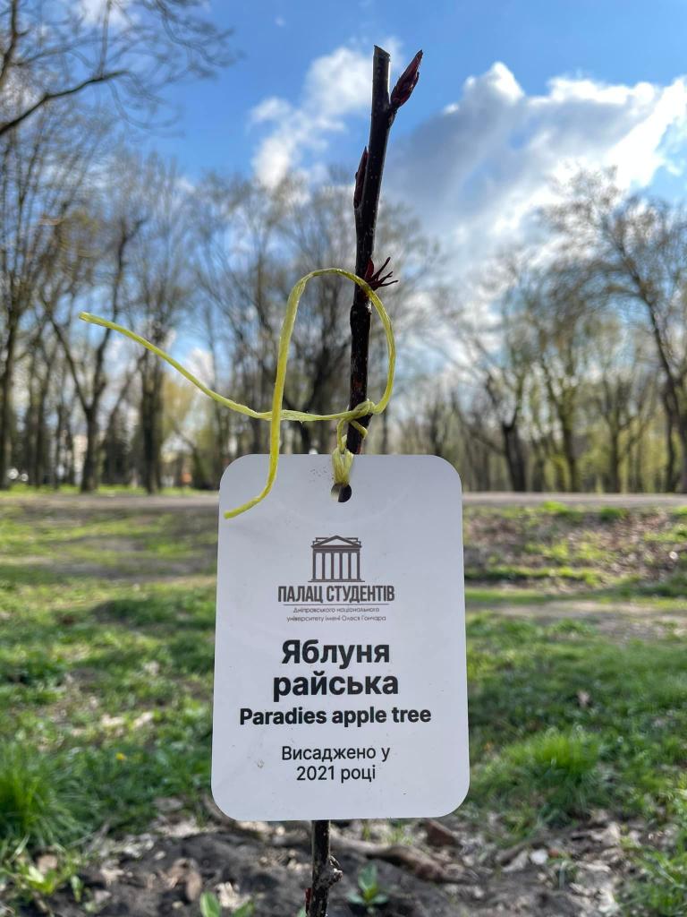 Новости Днепра про Райский сад: в Днепре в парке Гагарина распускаются молодые яблоньки