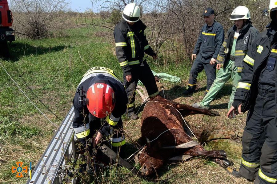 Новости Днепра про Днепровские спасатели вытащили теленка Ромашку из колодца