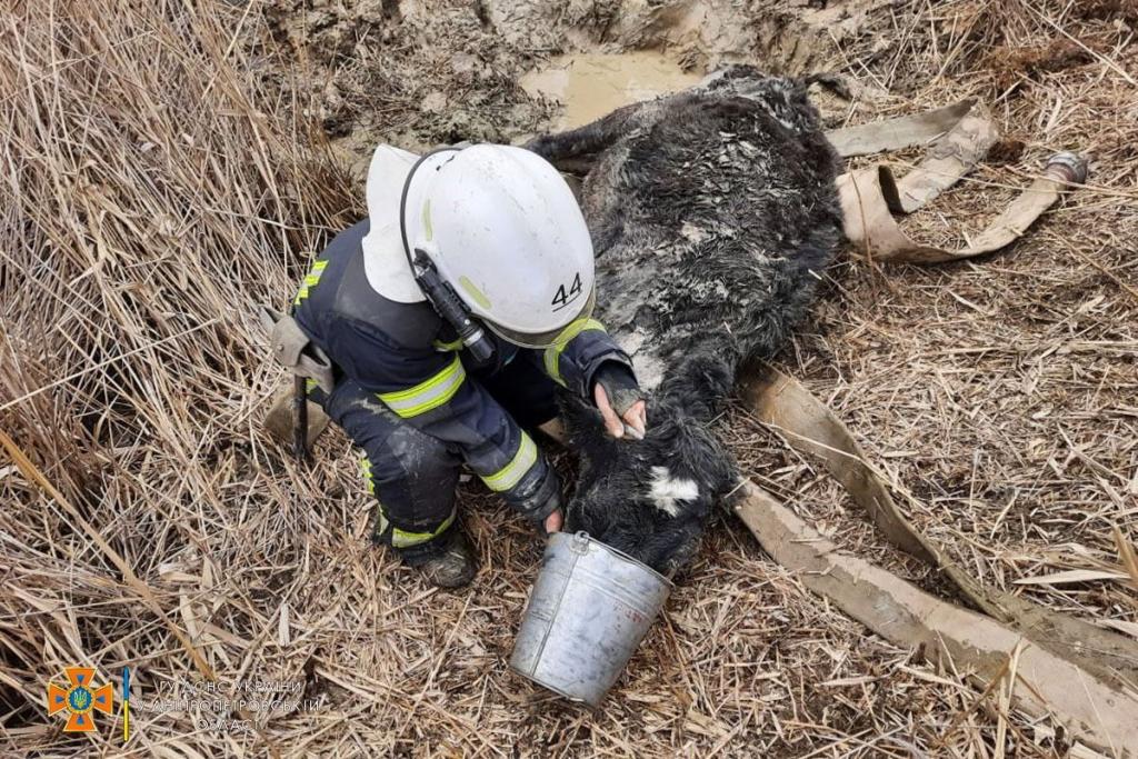 Новости Днепра про Минутка добра: на Днепропетровщине спасатели вытащили застрявшую в грязи корову