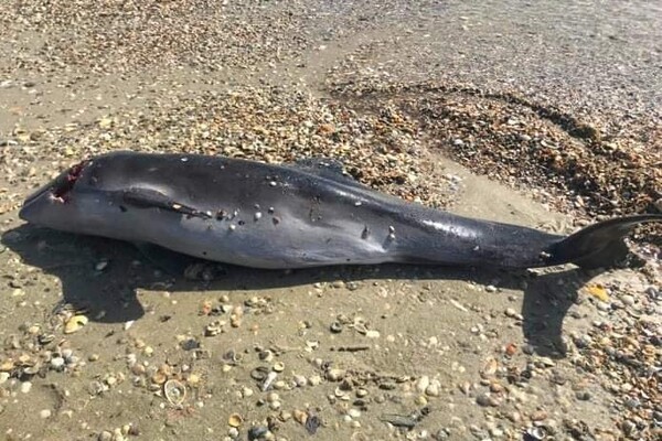 Новости Днепра про Из-за военных действий в Чёрном море гибнут дельфины