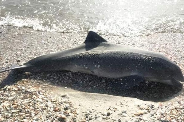 Новости Днепра про Из-за военных действий в Чёрном море гибнут дельфины