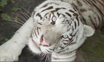 Из «Фельдман Экопарка» эвакуировали редкого белого тигра