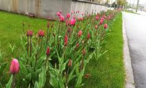 На Набережной Победы расцвели сотни тюльпанов