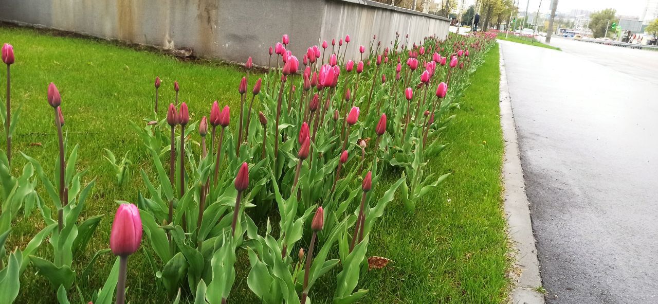 Новости Днепра про На Набережной Победы расцвели сотни тюльпанов