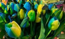 В Нидерландах вывели новый сорт тюльпанов в честь Украины