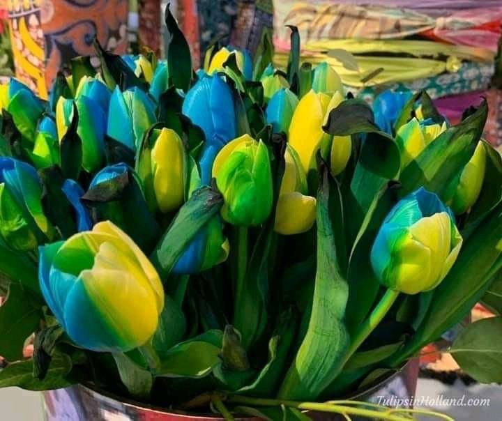 Новости Днепра про В Нидерландах вывели новый сорт тюльпанов в честь Украины