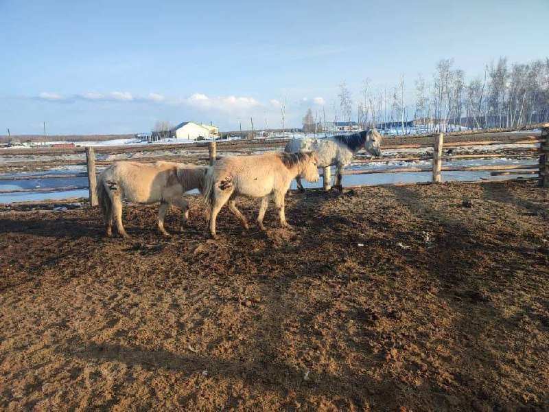 Новости Днепра про В россии нет нацизма: в Якутии обнаружили лошадей с выжженым клеймом 