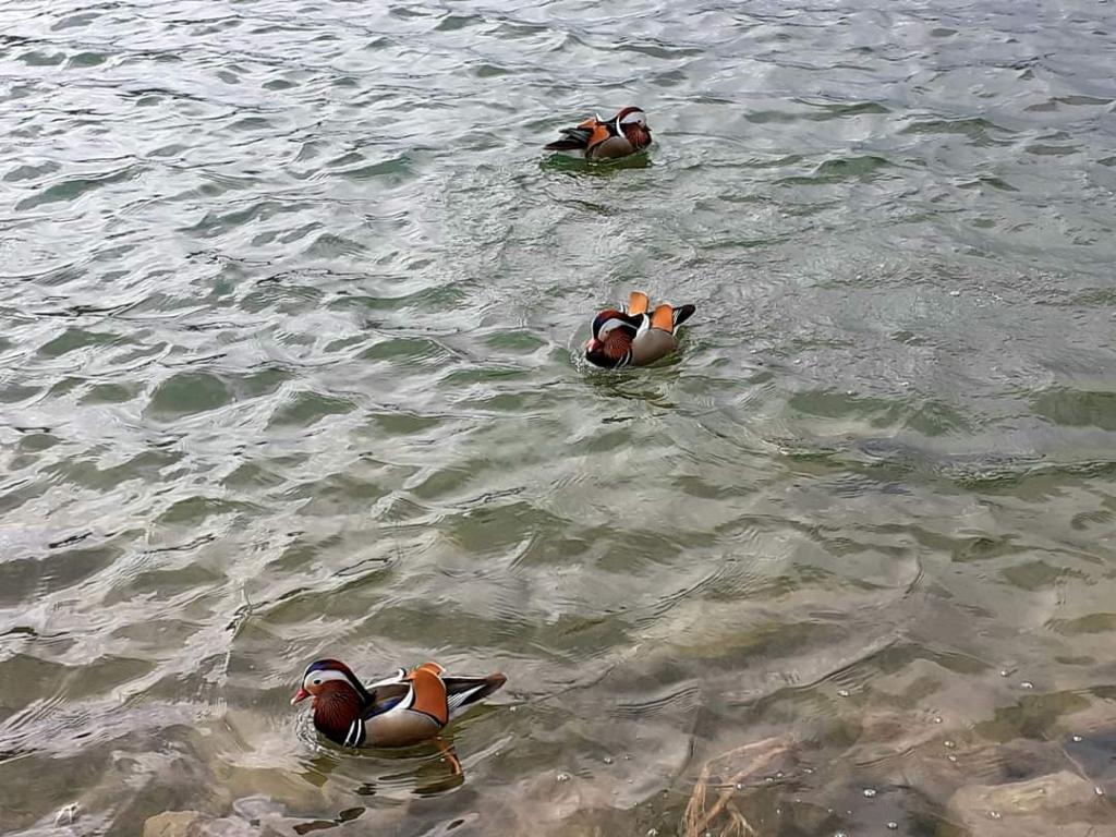 Новости Днепра про Встречают весну: в Днепре на воде заметили уток-мандаринок   
