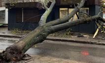 Последствия непогоды: в Днепре на торговый павильон упало огромное дерево