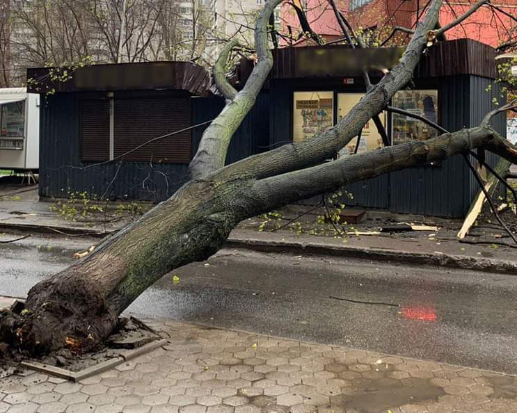 Новости Днепра про Последствия непогоды: в Днепре на торговый павильон упало огромное дерево
