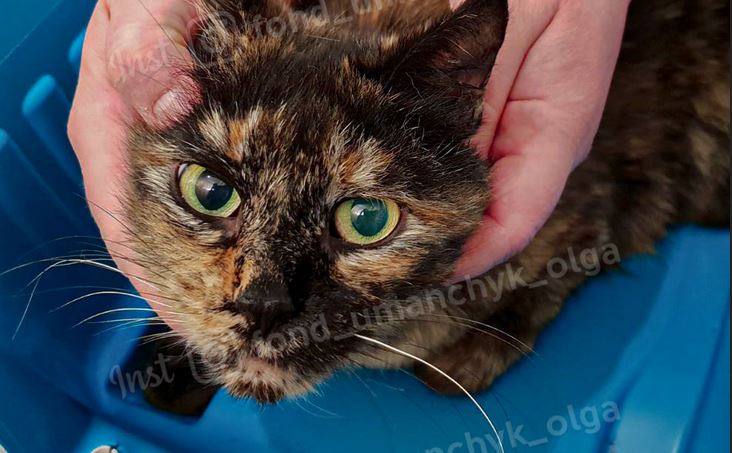 Новости Днепра про Попала под машину: в Днепре в помощи нуждается раненая кошка Клепа