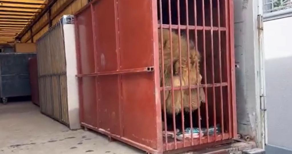 Новости Днепра про Заммэра Днепра показал процесс эвакуации львов и тигров из харьковского экопарка