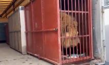 Заммэра Днепра показал процесс эвакуации львов и тигров из харьковского экопарка