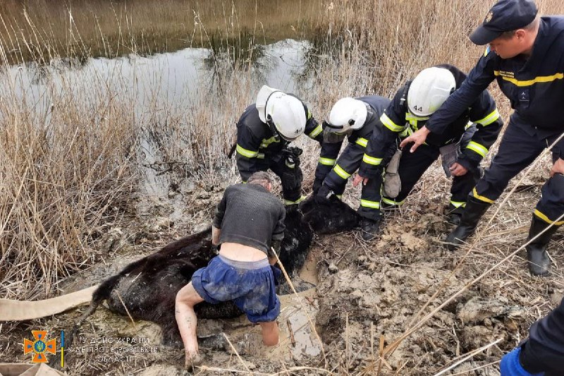 Новости Днепра про Минутка добра: на Днепропетровщине спасатели вытащили застрявшую в грязи корову