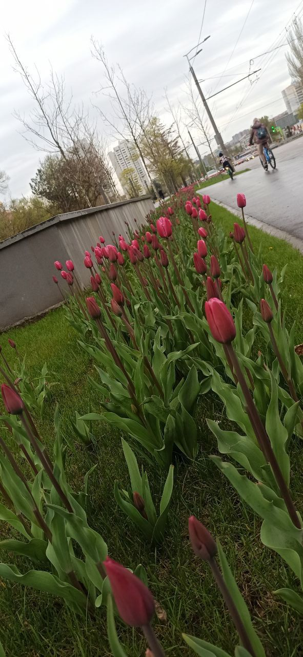 Новости Днепра про На Набережной Победы расцвели сотни тюльпанов