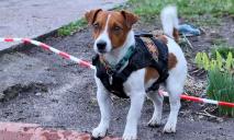 Разыскивает взрывчатку и помогает спасателям: пёс Патрон стал настоящим героем
