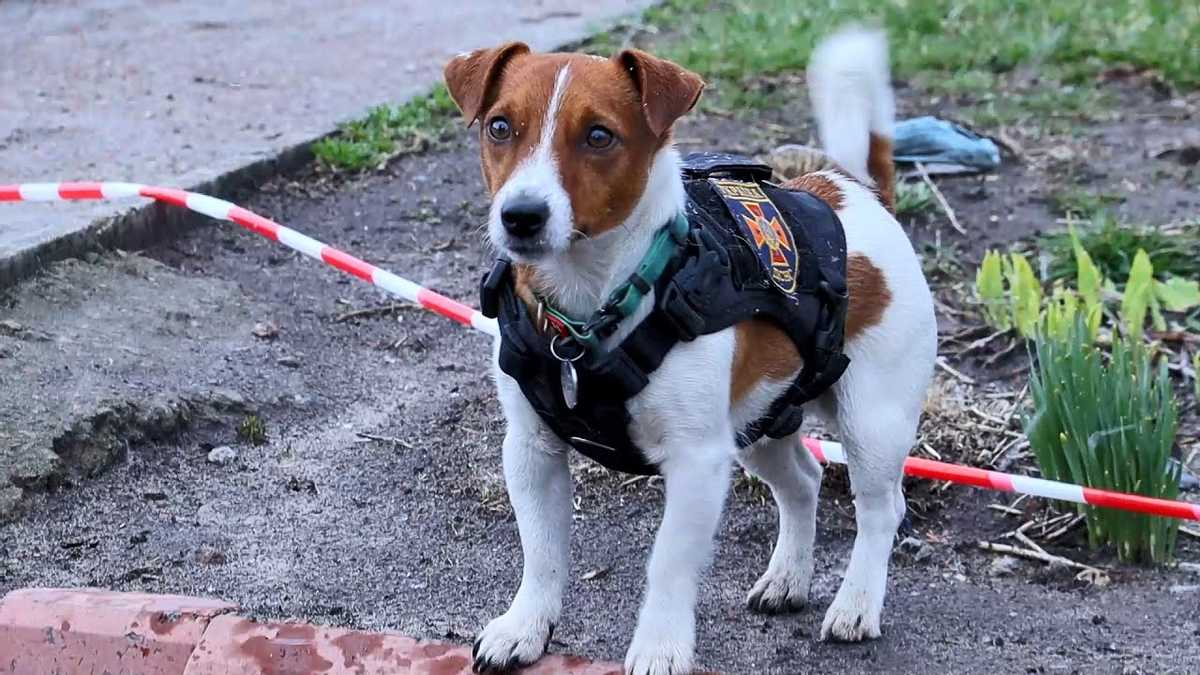 Новости Днепра про Разыскивает взрывчатку и помогает спасателям: пёс Патрон стал настоящим героем