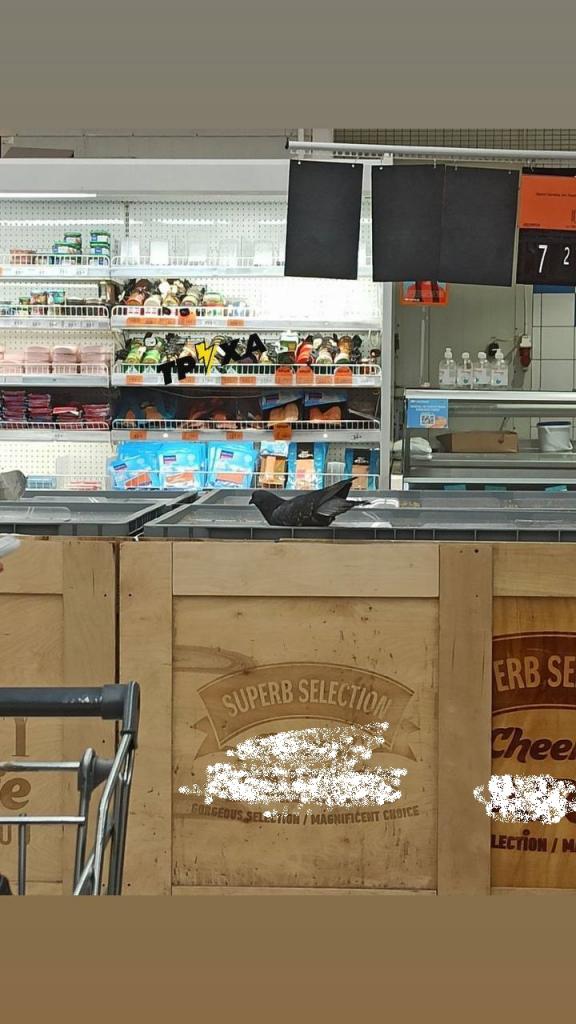 Новости Днепра про В Днепре голубь принимал ледяные ванны в супермаркете