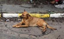 Под Киевом от убитого на улице хозяина ни на минуту не отходит верный пес