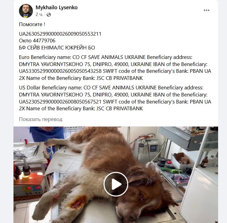 Новости Днепра про Нужна помощь: в Днепре спасают раненого пса из Краматорска