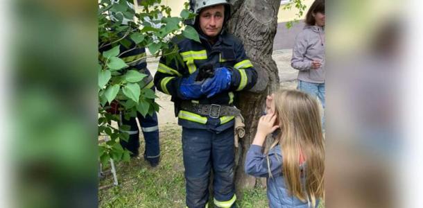 Минутка добра: спасатели Днепропетровщины сняли с дерева напуганного кота