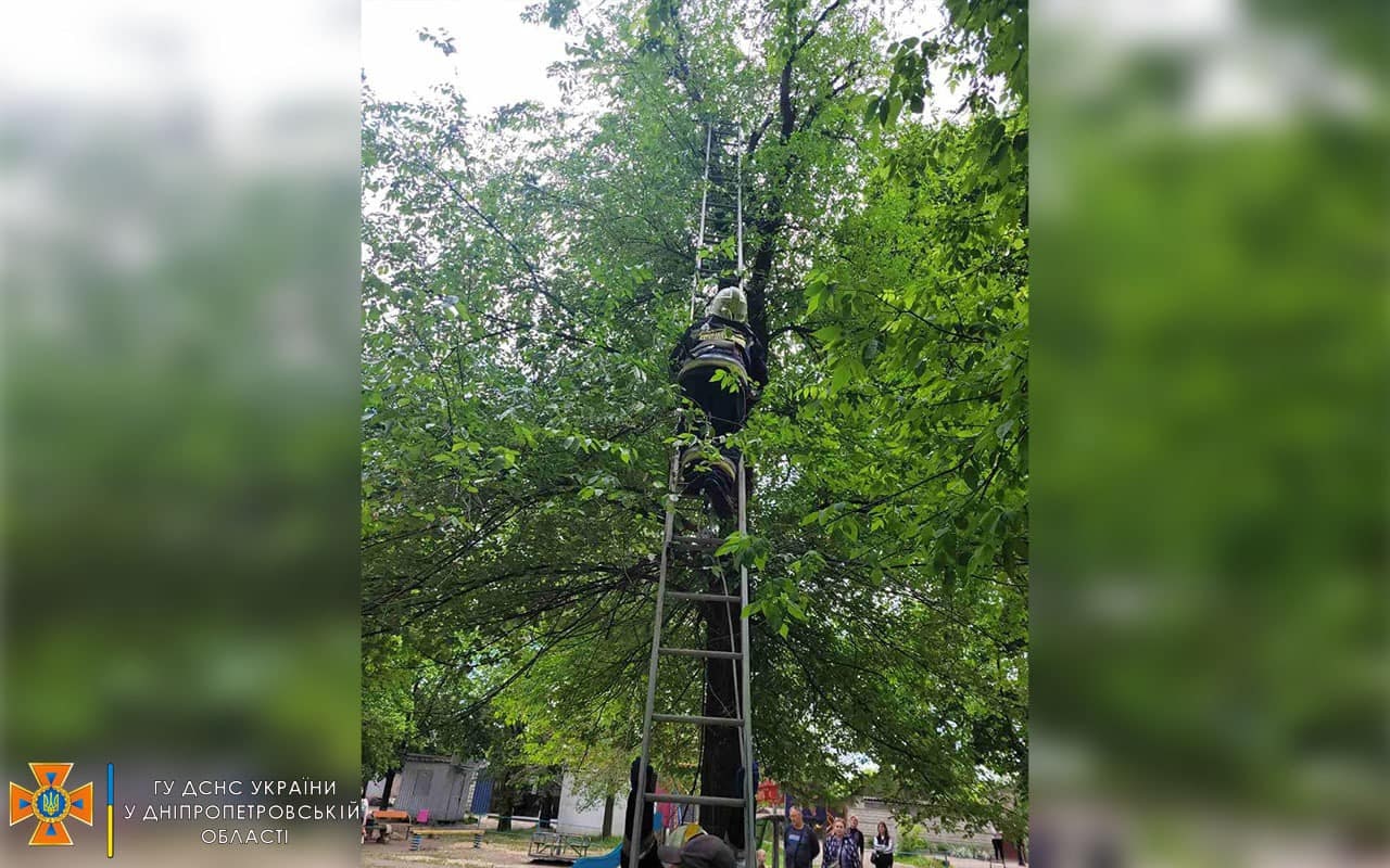 Новости Днепра про Минутка добра: в Днепре спасатели помогли женщине снять с дерева ее напуганного кота 