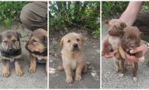 В Днепре ищут семью для эвакуированных из Лисичанска щенят