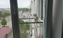 Девятый этаж: в Днепре мужчина закрыл котенка на балконе