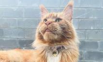 В Буче оккупанты похитили кота: после 300 км странствий животное оказалось заграницей