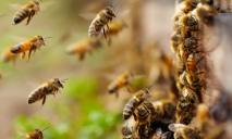 Один и рынков Днепра «атаковали» сотни пчел (ВИДЕО)