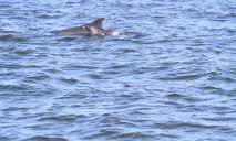 В Черном море гибнут дельфины и рыбы из-за вражеских кораблей