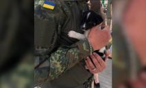 В Днепре ищут семью для щенка, которого в Донецкой области спасли военные