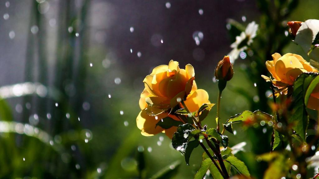 Новости Днепра про Погода на 13 июня: в Днепре будет солнечно, но возможен дождь