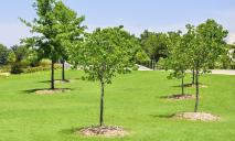 На Днепропетровщине за 2022 год высадили около миллиона новых деревьев